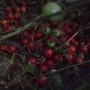 여주-1005 Daum카페