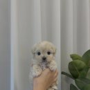 몽냥몽냥 이미지