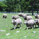 유일목장 이미지