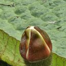 크루지아나 이미지