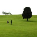 푸른잔디 이미지