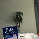 에버크린 | 에버크린 엑스트라 프레쉬 후기 – 집사 생활을 조금 더 편하게 만들어준 모래 이야기