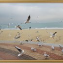 해운대물고기 이미지