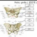 골반의 틀어짐 이미지