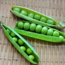 사남매농장2 이미지