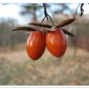 화동초등 이미지