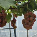 해찬농장 이미지