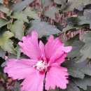 9윌3일 왜성반겹적 새자명H21RR반겹결각Serrated petal semidouble l삽목묘 이미지
