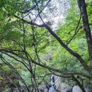 치악산둘레길 11코스 한가터길 이미지