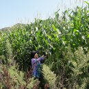 하늘아래첫농장 이미지