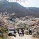 봄맞이 남도여행(구례,광양) 이미지