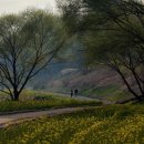 영산시장 | 나주 벚꽃 드라이브 하기 좋은 영산강변로 벚꽃터널 개화 현황 (26.03.31)