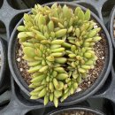 골드라벨 이미지