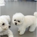 반려담애견유치원 이미지