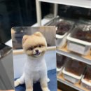 바니이발소 이미지