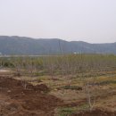 대저중앙로 이미지