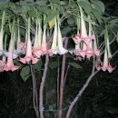 엔젤트럼펫, Angels Trumpet,( 천사의 나팔꽃) 이미지