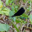 사시골천 이미지