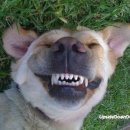 웃는강아지 이미지