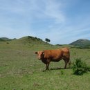 읍하목장 이미지