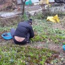 고향아지메 Daum카페