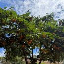 하늘꿈민박 | 자유부인 여행기 / (5) 편하구-례여행 : 하늘호수 차밭쉼터, 호호의 숲, 바꿈살이