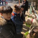 용인대 태기 합기도 이미지