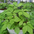 인삼농장 이미지