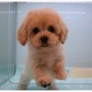 더케이펫 강아지분양 이미지