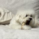 하이엔진 | 강아지 스트레스 해소템 추천! 하이엔맘 커피스틱 후기