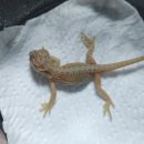 알비노랩 이미지