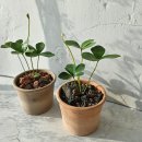 브리스 플랜트