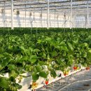 이루다팜 이미지