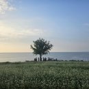 카페보리 이미지