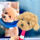 플러피 스튜디오 | 반려견 양모펠트 인형 송풍구타입 주문후기 부산 헤이플러피펠트스튜디오