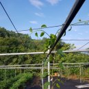 다래농장 이미지