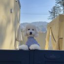 짱구애견 | 📍 홍천 애견동반 펜션 유독피아 내돈내산 후기 (운동장·대문 포토존 있음🐶)