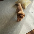 굿모닝토토 이미지