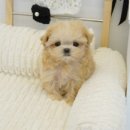 유이애견샵 이미지