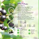 산들영농조합법인 Daum카페