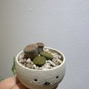 이든플랜트 네이버블로그