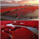 🍁🍂가을이면 붉은 해변으로 변하는 `Panjin Red Beach`🍂🍁 이미지