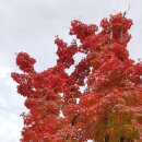 동백호수공원(광장) 이미지