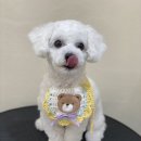 아미고 펫살롱 이미지