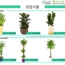 정품화환