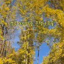 심곡지 | 11월 경주 도리마을 은행나무숲, 실시간 가을 여행지 풍경