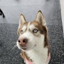 데일리멍 애견유치원, 애견호텔 이미지