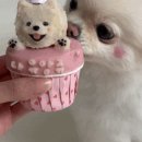 아지멍 이미지