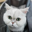 고양이미용호텔_미야옹 이미지