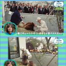 레이화 이미지
